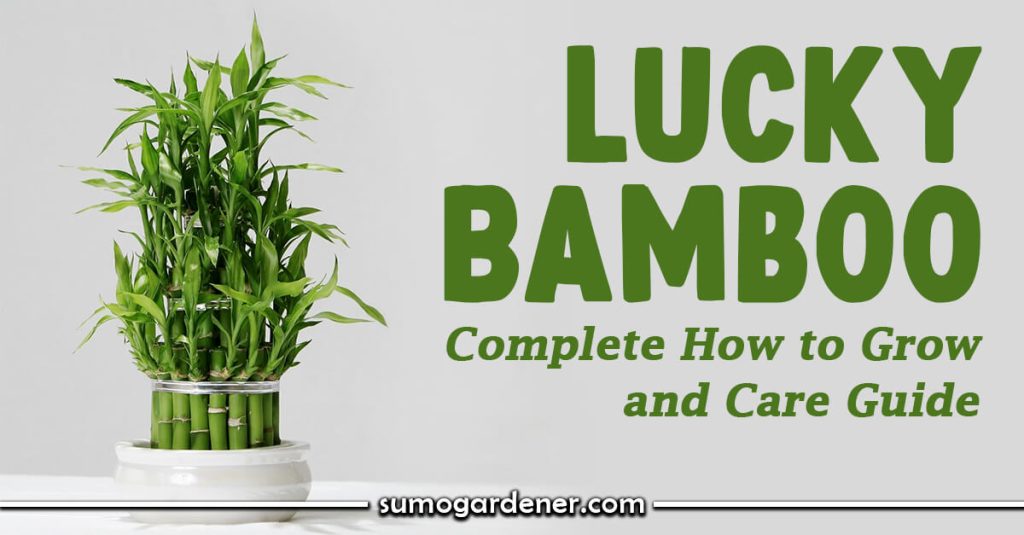 Lucky Bamboo Complete How to Grow and Care Guide