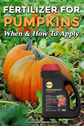 7 Best Fertilizer for Pumpkins for 2025 | Application Guide