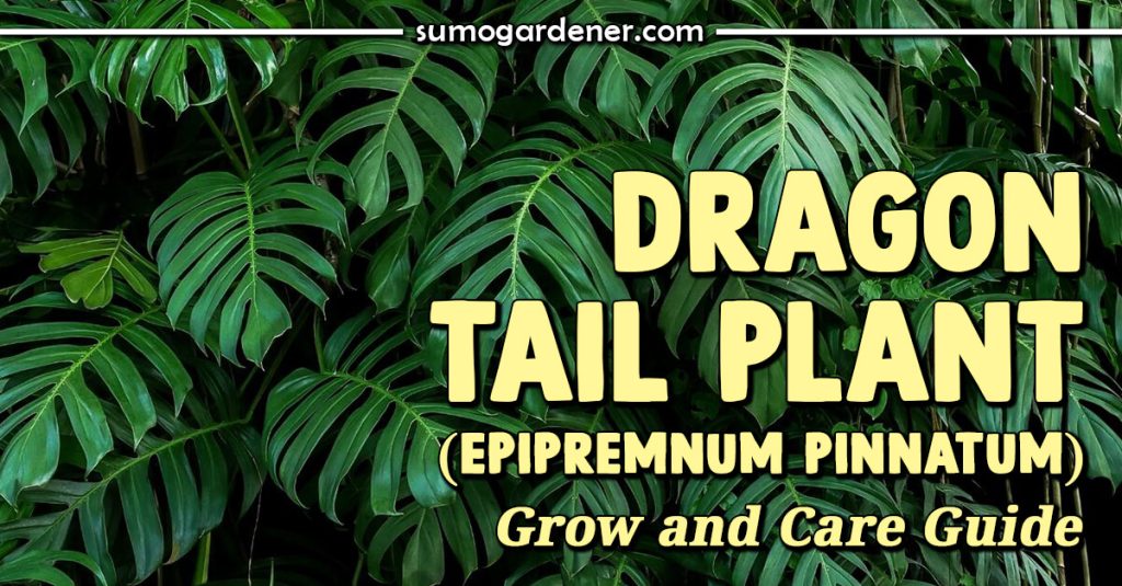 Dragon Tail Plant (Epipremnum Pinnatum) Grow and Care Guide
