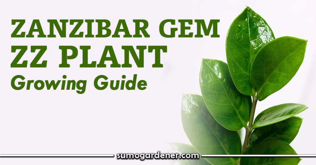 Zanzibar Gem ZZ Plant Growing Guide