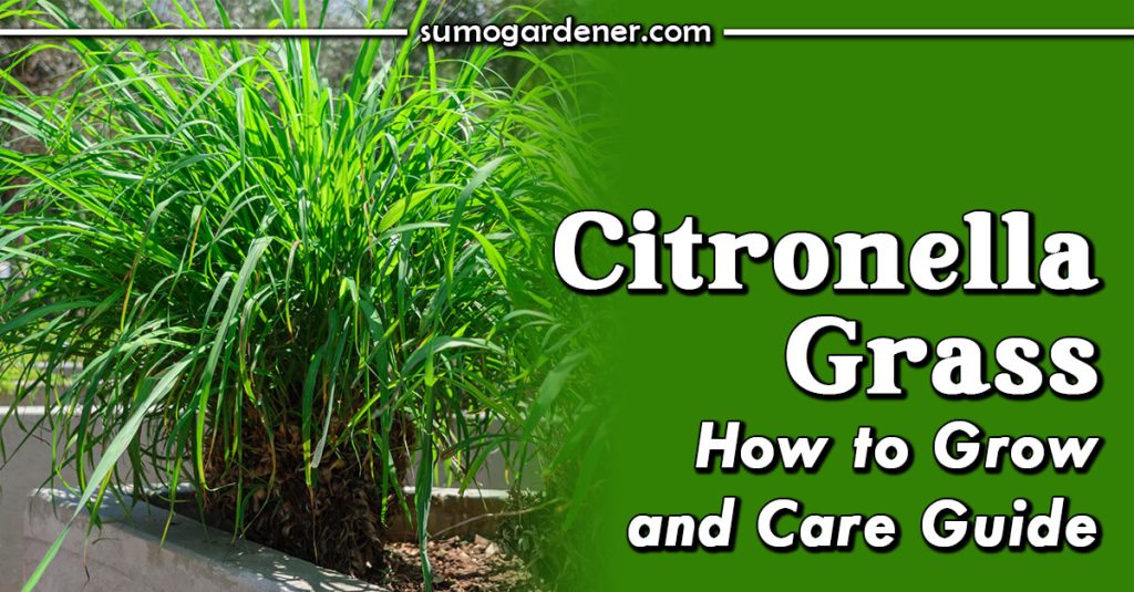 Citronella Grass How to Grow and Care Guide