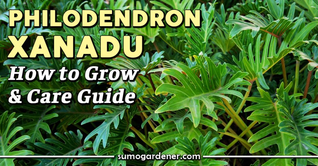 Philodendron Xanadu How to Grow and Care Guide