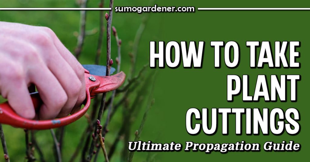 How to Take Plant Cuttings Ultimate Propagation Guide
