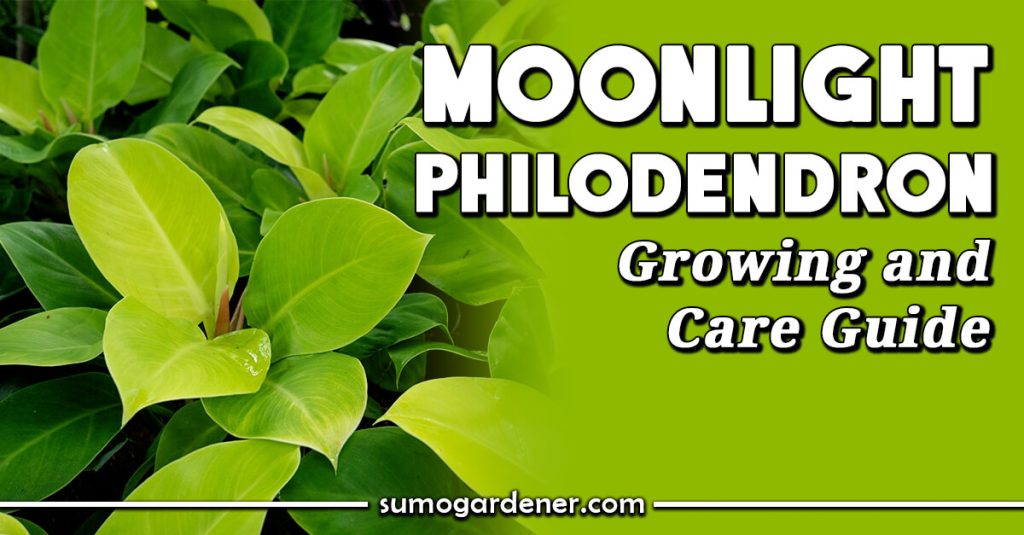 Moonlight Philodendron Growing & Care Guide