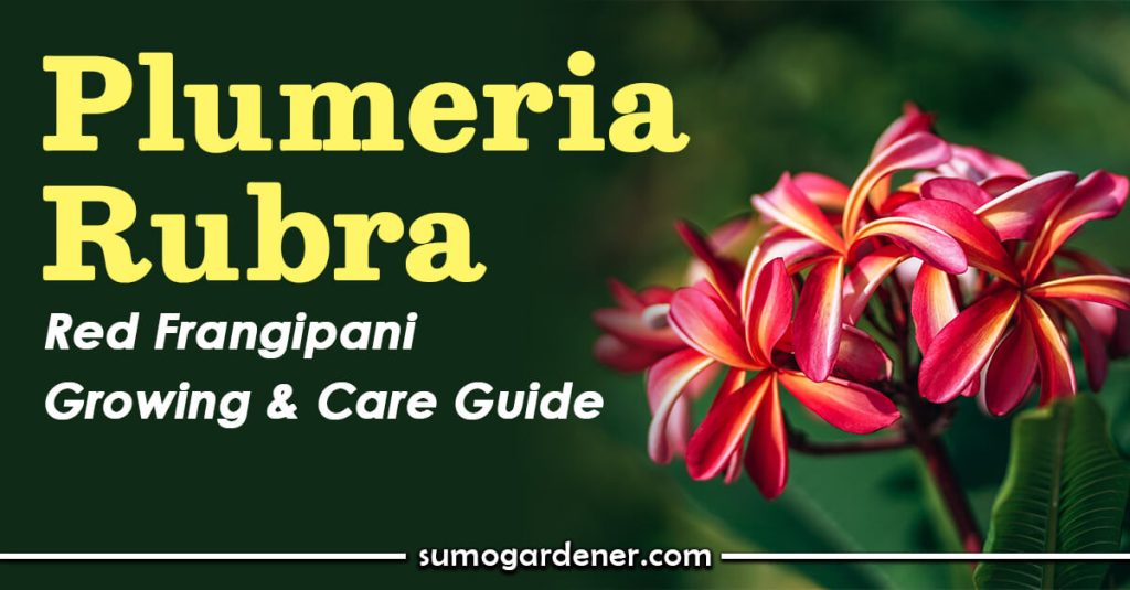 Plumeria Rubra Red Frangipani Growing & Care Guide