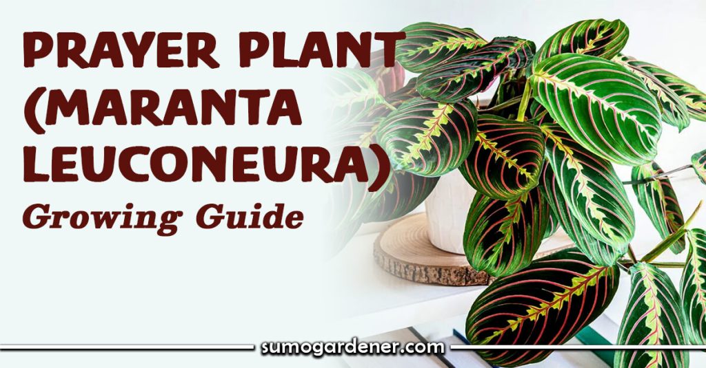 Prayer Plant (Maranta Leuconeura) Growing Guide
