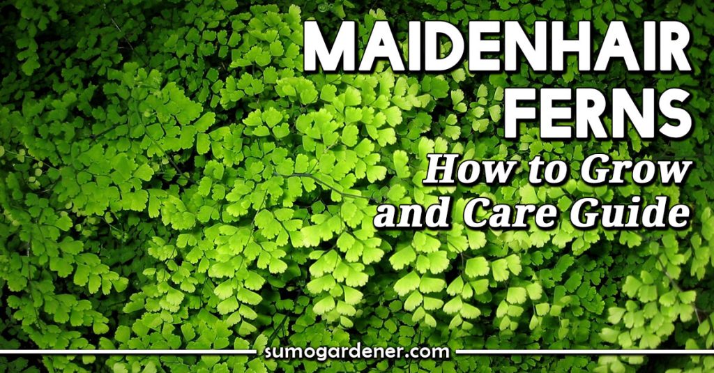 Maidenhair Ferns How to Grow and Care Guide