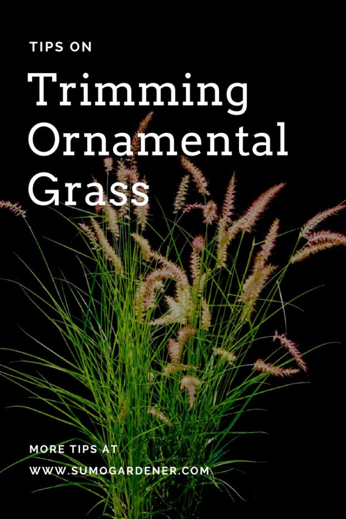 Trimming Ornamental Grass How & When To Cut Sumo Gardener