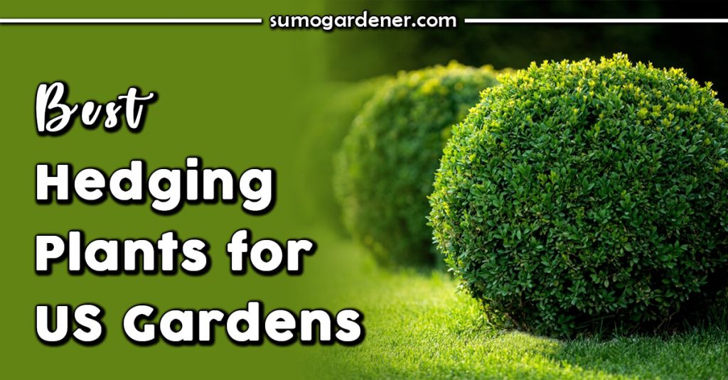 Best Hedging Plants for US Gardens