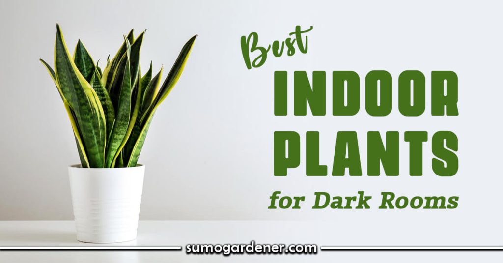 Best Indoor Plants for Dark Rooms