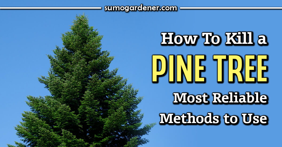 How To Kill a Pine Tree Most Reliable Methods to Use