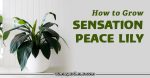 How to Grow Sensation Peace Lily