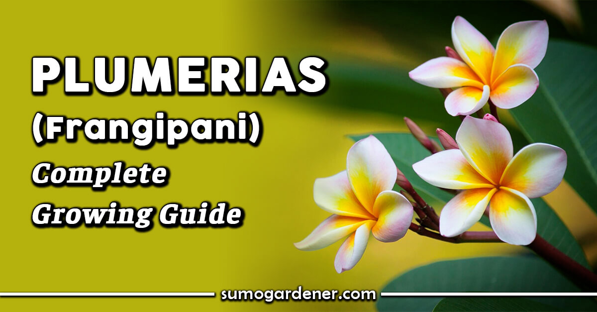 Plumerias (Frangipani) Complete Growing Guide