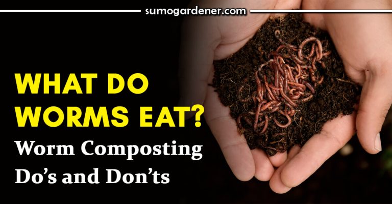 What Do Worms Eat? Worm Composting Do’s and Don’ts