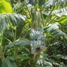 Blue Java Banana | Grow & Care Guide - Sumo Gardener