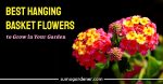 Best Hanging Basket Flowers to Grow in Your Garden