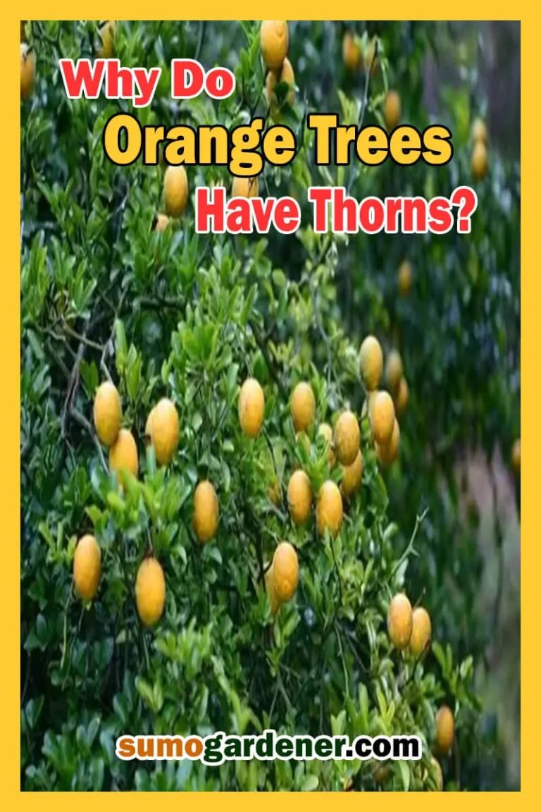 Why Do Orange Trees Have Thorns Sumo Gardener