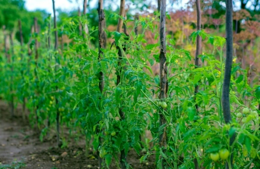 Spacing Tomato Plants