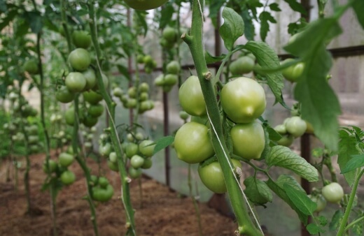 Why Spacing Tomato Plants Properly is Important