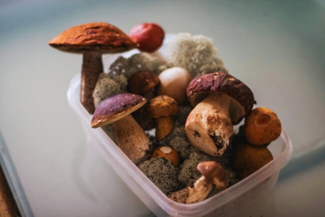 Best Mushroom Varities to Grow in the US