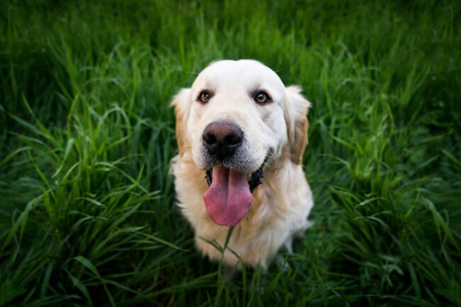 Dogs eat grass when they feel queasy, perhaps experiencing mild stomach discomfort and may instinctively graze as a natural way to soothe their digestion or relief if they’re feeling unwell.