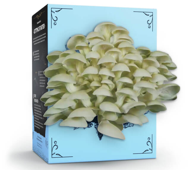 Hodgins Harvest Mushroom Grow Kit